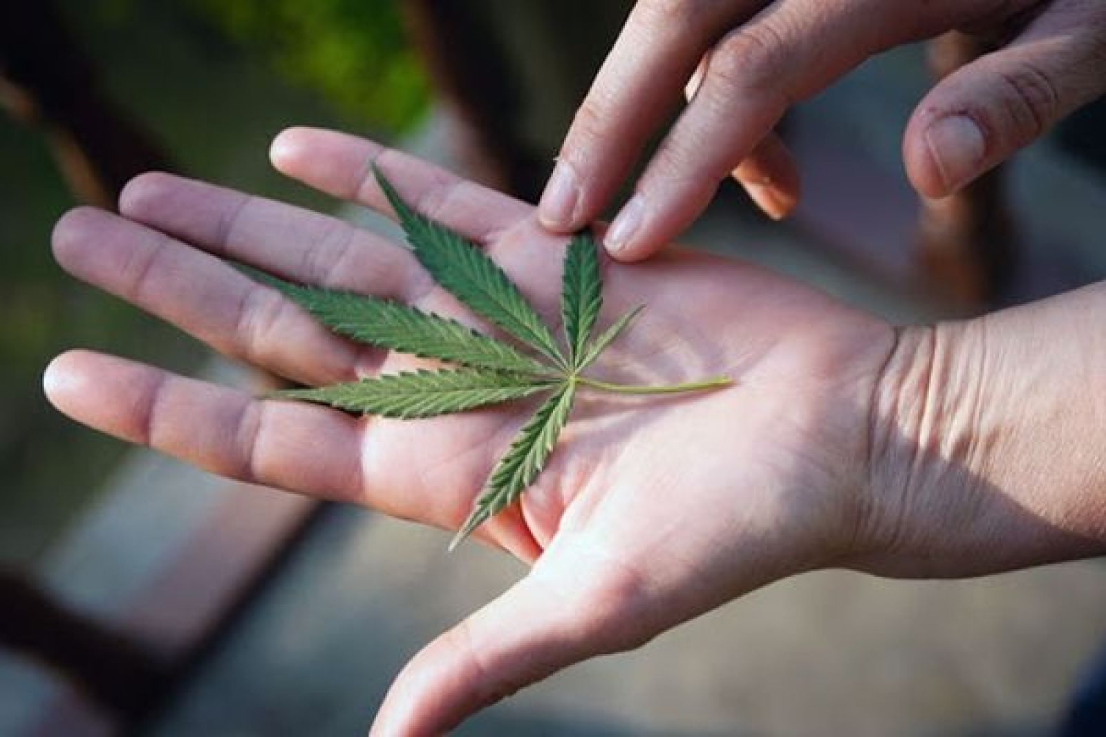 Program dla użytkowników konopi candis